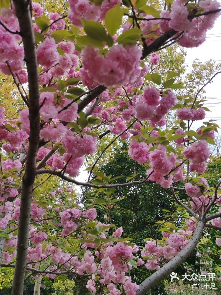 高东樱花图片