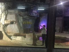 -清迈夜间动物园