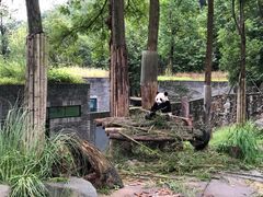 -都江堰中华大熊猫苑