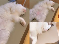 -猫腻·猫咖·撸猫馆(星光大道店)