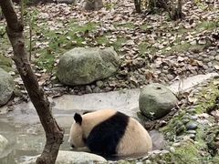 景点-成都大熊猫繁育研究基地