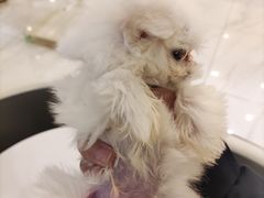 -宠爱多约克夏马尔济斯泰迪小型犬专卖