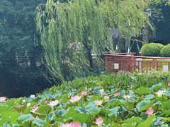 -荔湾湖公园