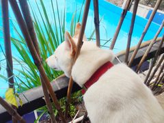 -柴犬高等学院·狗咖·柴犬售卖·宠物训练