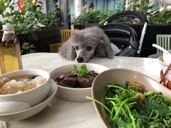 -MR鹅外