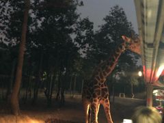 -清迈夜间动物园