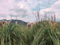 -后柳水乡