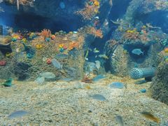 -沙沙哗啦海洋馆(华宇百花谷店)