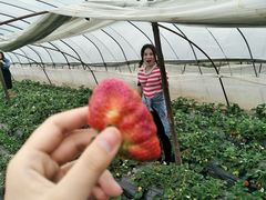 -胜丰草莓采摘园