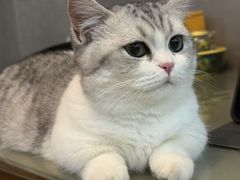 -欣宠猫屋·矮脚拿破仑·蓝金金渐层