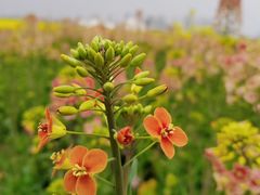 -中国天府农业博览园