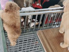 -中环花鸟鱼虫市场