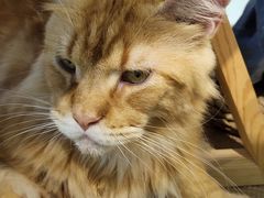 -Heymao猫咖.咖啡厅(东门店)