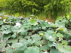 -泰州凤城河风景区-泰山公园