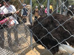 -长白岛森林公园