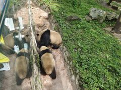 -都江堰中华大熊猫苑