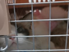 -纳吉亚猫专科动物诊疗中心(蒋宅口分院)