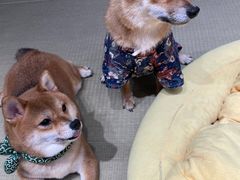 -逗柴咖啡屋·狗咖猫咖宠物桌游