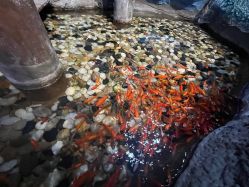 -酷嗒动物文化乐园(cutezoo西溪乐天城店)