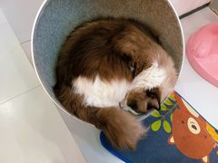 -糯米喵星人·撸猫猫舍咖啡馆(西市场嘉华店)