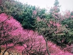 -重庆彩云湖湿地公园