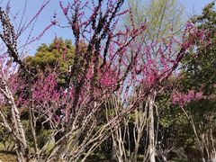 -青枫公园