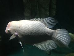 -泉州海丝野生动物世界