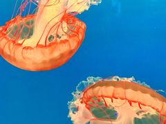 -太平洋海底世界