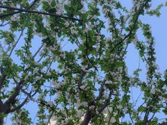 -王顺山国家森林公园