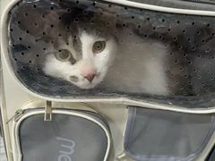 -瑞派名望志远动物医院·猫科·內科·异宠专科(直港大道店)