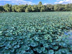 -长春市南湖公园