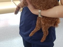 -喜多萌中农锦绣动物医院24H·猫科·牙科MRI·CT