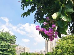 -荔湾湖公园