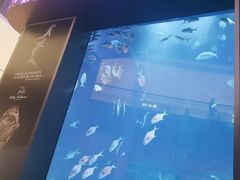 -迪拜水族馆及水下动物园