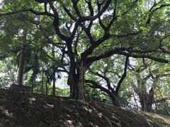 -九龙公园