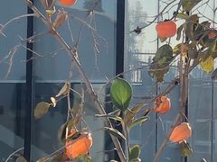 -素心小筑(后沙裕镇店)