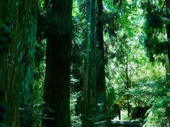 -天目山大树王景区