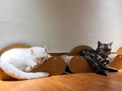 -有猫主题·治愈系猫咖(曾厝垵店)