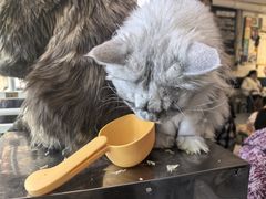 -平行世界·猫咖(首经贸店)