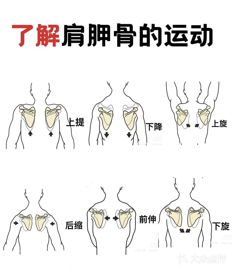 肩胛骨内侧疼痛示意图图片