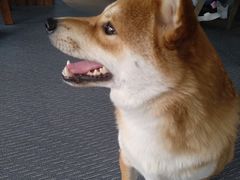 -柴源莊·柴小宠柴犬咖啡
