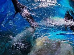 -海合安武汉极地海洋公园