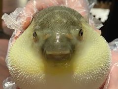 -肆月河豚·淮扬菜·湘菜(华天店)