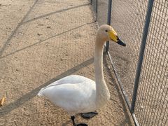 -盐城丹顶鹤湿地生态旅游区