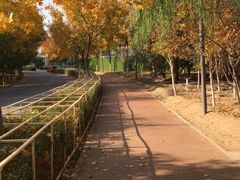 -大兴滨河森林公园