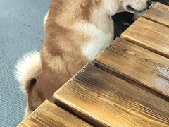 -柴源莊·柴小宠柴犬咖啡