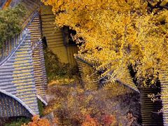-遵化市禅林寺古银杏风景园