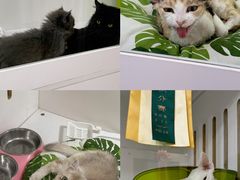 -青奢宠物·青奢猫舍
