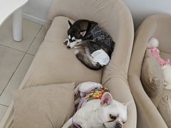 -怪兽屋·羊驼·猫咖·狗咖(俊华广场店)