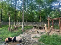 -都江堰中华大熊猫苑